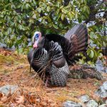 It’s Turkey Mating Season in Maine
