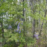 Wisteria In The Woods